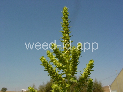 marshelder, annual